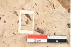 Foto (Detailansicht) von Callitris brongniartii Endl. (NHMW-GEO-2024-0188-8207)